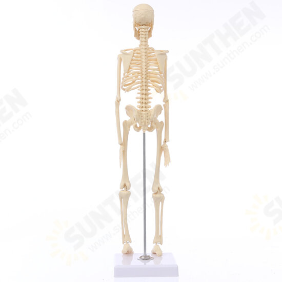 Mini Detachable Human Skeleton Bone Model Removable Arms Legs w Metal Stand Anatomical Medical Model