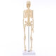 Mini Detachable Human Skeleton Bone Model Removable Arms Legs w Metal Stand Anatomical Medical Model