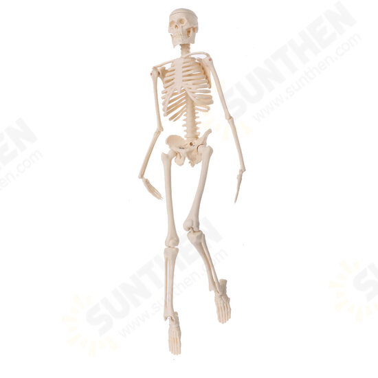 Mini Detachable Human Skeleton Bone Model Removable Arms Legs w Metal Stand Anatomical Medical Model