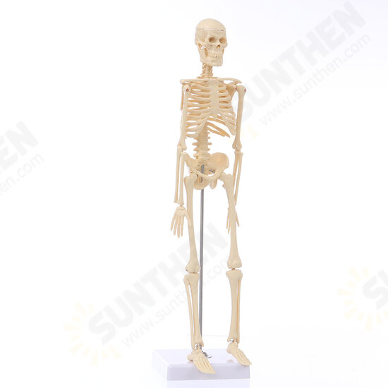 Mini Detachable Human Skeleton Bone Model Removable Arms Legs w Metal Stand Anatomical Medical Model