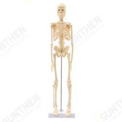 Mini Detachable Human Skeleton Bone Model Removable Arms Legs w Metal Stand Anatomical Medical Model Mini Detachable Human Skeleton Bone Model Removable Arms Legs w Metal Stand Anatomical Medical Model