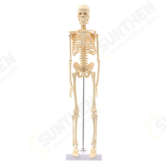 Mini Detachable Human Skeleton Bone Model Removable Arms Legs w Metal Stand Anatomical Medical Model