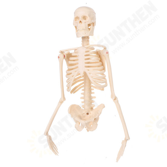 Mini Detachable Human Skeleton Bone Model Removable Arms Legs w Metal Stand Anatomical Medical Model