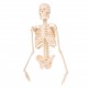 Mini Detachable Human Skeleton Bone Model Removable Arms Legs w Metal Stand Anatomical Medical Model