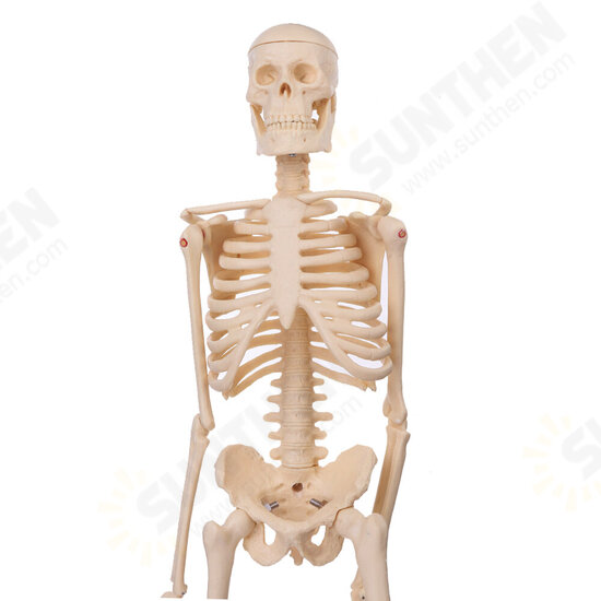 Mini Detachable Human Skeleton Bone Model Removable Arms Legs w Metal Stand Anatomical Medical Model