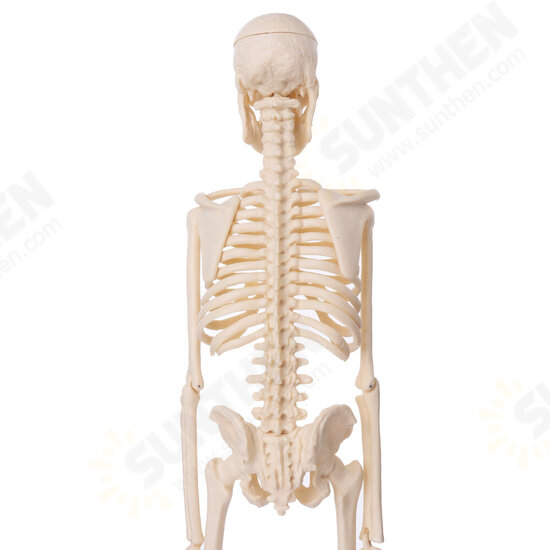 Mini Detachable Human Skeleton Bone Model Removable Arms Legs w Metal Stand Anatomical Medical Model