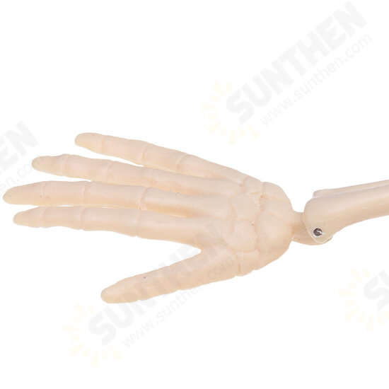 Mini Detachable Human Skeleton Bone Model Removable Arms Legs w Metal Stand Anatomical Medical Model