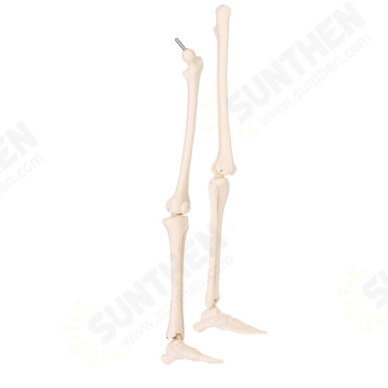 Mini Detachable Human Skeleton Bone Model Removable Arms Legs w Metal Stand Anatomical Medical Model