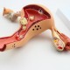 1Pcs Uterus Ovary Anatomical Medical Model Anatomy Cross-Section Science Toy With Base