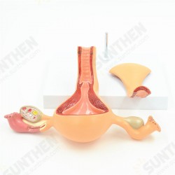 2 Part Uterus Ovary Anatomical Model Anatomy Cross-Section Teaching with base 2 Part Uterus Ovary Anatomical Model Anatomy Cross-Section Teaching with base