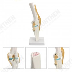 Knee Joint Model Human Skeleton Anatomy Study Display Teaching 1 Set Knee Joint Model Human Skeleton Anatomy Study Display Teaching 1 Set