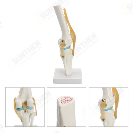 Knee Joint Model Human Skeleton Anatomy Study Display Teaching 1 Set