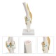 Knee Joint Model Human Skeleton Anatomy Study Display Teaching 1 Set