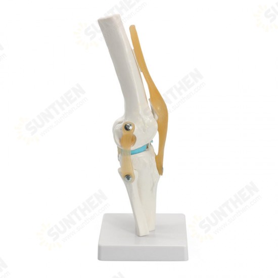 Knee Joint Model Human Skeleton Anatomy Study Display Teaching 1 Set