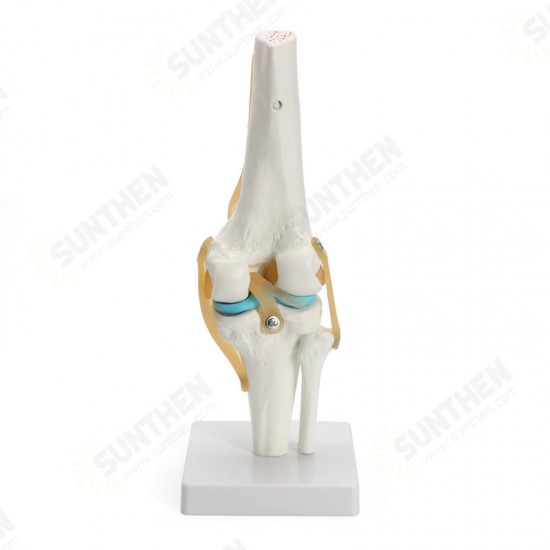 Knee Joint Model Human Skeleton Anatomy Study Display Teaching 1 Set