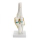 Knee Joint Model Human Skeleton Anatomy Study Display Teaching 1 Set