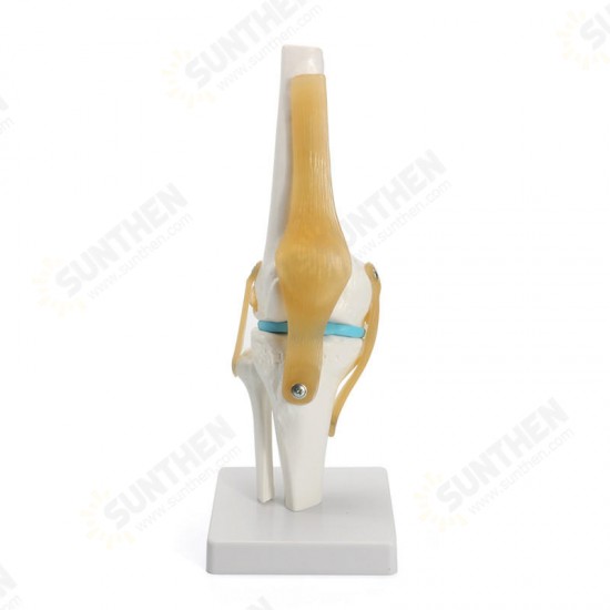 Knee Joint Model Human Skeleton Anatomy Study Display Teaching 1 Set