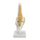 Knee Joint Model Human Skeleton Anatomy Study Display Teaching 1 Set