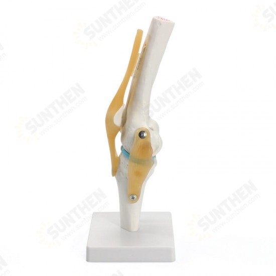 Knee Joint Model Human Skeleton Anatomy Study Display Teaching 1 Set