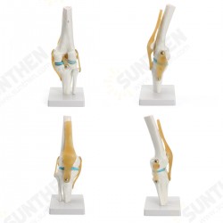 Knee Joint Model Human Skeleton Anatomy Study Display Teaching 1 Set Knee Joint Model Human Skeleton Anatomy Study Display Teaching 1 Set