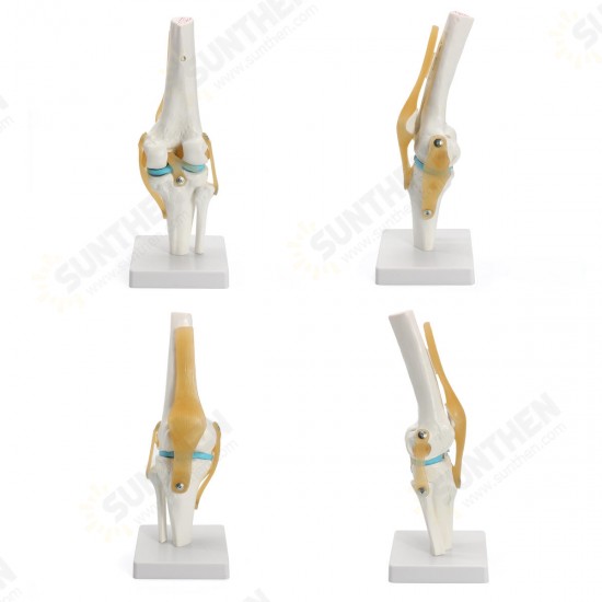 Knee Joint Model Human Skeleton Anatomy Study Display Teaching 1 Set