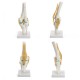 Knee Joint Model Human Skeleton Anatomy Study Display Teaching 1 Set