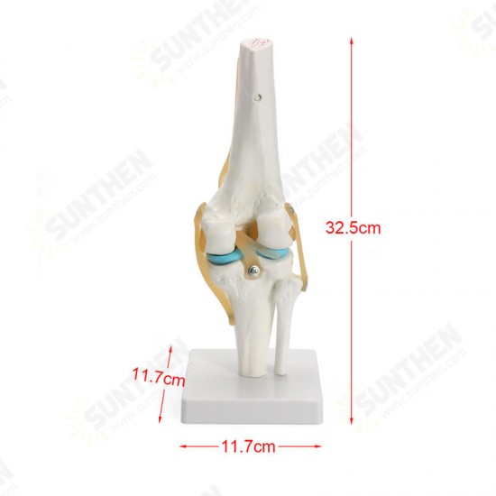 Knee Joint Model Human Skeleton Anatomy Study Display Teaching 1 Set