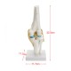 Knee Joint Model Human Skeleton Anatomy Study Display Teaching 1 Set