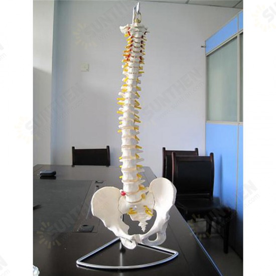 Professional Human Spine Model Flexible Medical Anatomical Spine Model