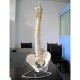 Professional Human Spine Model Flexible Medical Anatomical Spine Model