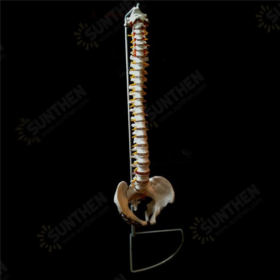 Professional Human Spine Model Flexible Medical Anatomical Spine Model