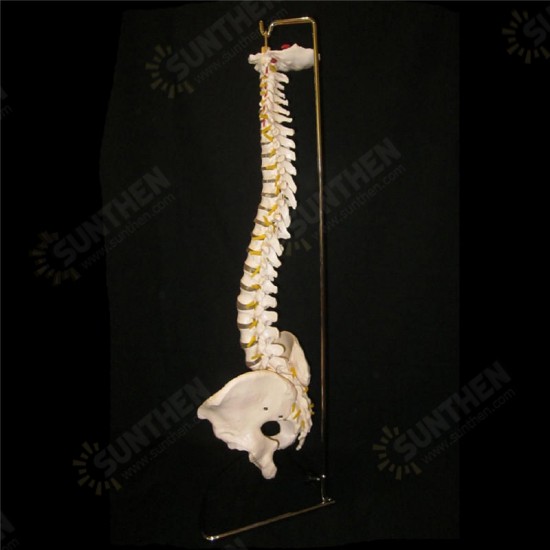 Professional Human Spine Model Flexible Medical Anatomical Spine Model