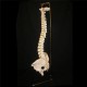 Professional Human Spine Model Flexible Medical Anatomical Spine Model