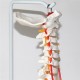 Professional Human Spine Model Flexible Medical Anatomical Spine Model