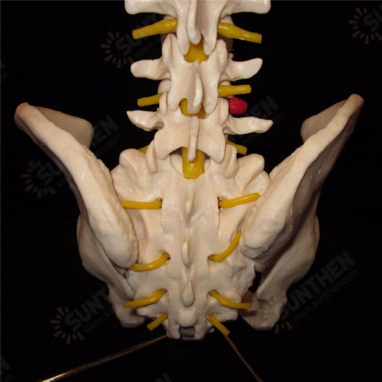 Professional Human Spine Model Flexible Medical Anatomical Spine Model