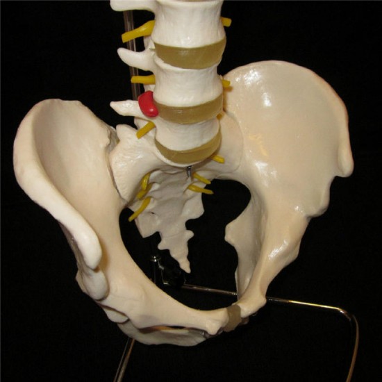 Professional Human Spine Model Flexible Medical Anatomical Spine Model