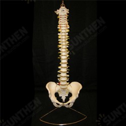 Professional Human Spine Model Flexible Medical Anatomical Spine Model Professional Human Spine Model Flexible Medical Anatomical Spine Model