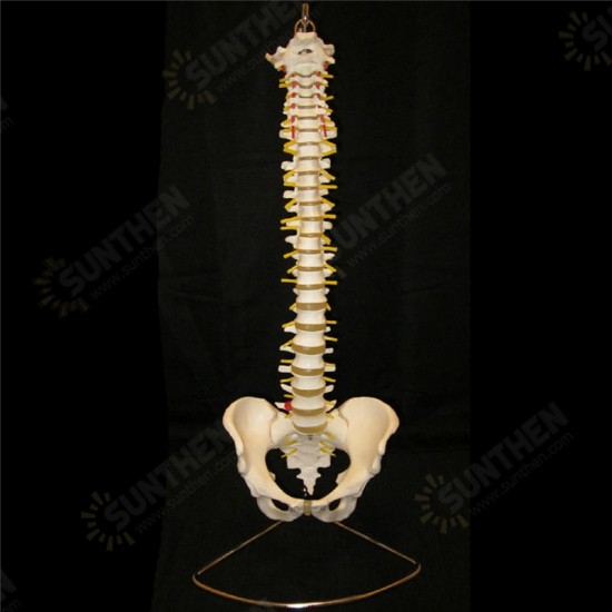 Professional Human Spine Model Flexible Medical Anatomical Spine Model