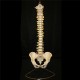 Professional Human Spine Model Flexible Medical Anatomical Spine Model