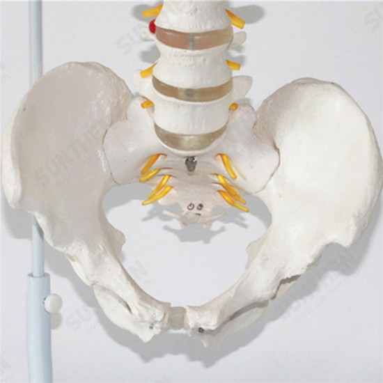 Professional Human Spine Model Flexible Medical Anatomical Spine Model