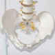 Professional Human Spine Model Flexible Medical Anatomical Spine Model