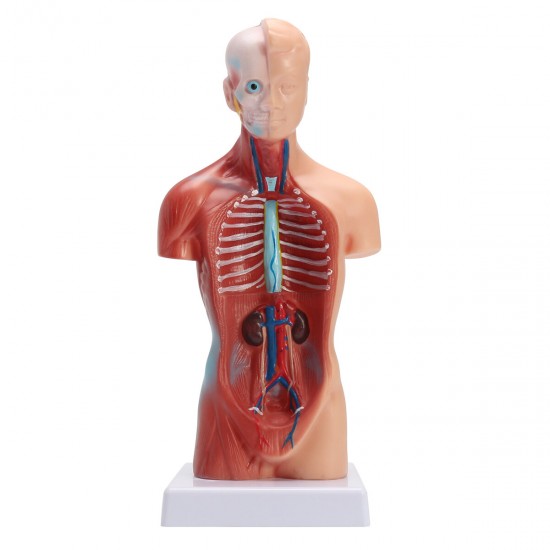 Human Torso Body Anatomy Model Heart Brain Skeleton School Educational