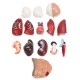 Human Torso Body Anatomy Model Heart Brain Skeleton School Educational