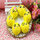 Yellow1 
