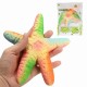 Squishy Starfish 14cm Soft Slow Rising With Packaging Collection Gift Decor Toy Squishy Starfish 14cm Soft Slow Rising With Packaging Collection Gift Decor Toy