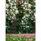 Photography Vinyl Background Romantic Wedding Rendezvous Garden Roses Cluster