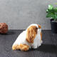 Cute Puppy Lifelike Simulation Dog Stuffed Plush Toy Realistic Home Desk Decoration