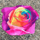 WX-89 147cm 3D Simulation Rose Beach Towel Mat Romantic Women Shawl Bed Sheet Tapestry