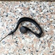 Aluminium Foil Cable Earhook Headphone K Plug 2pins for Kenwood Wakie-takie Aluminium Foil Cable Earhook Headphone K Plug 2pins for Kenwood Wakie-takie