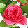 Rose5 